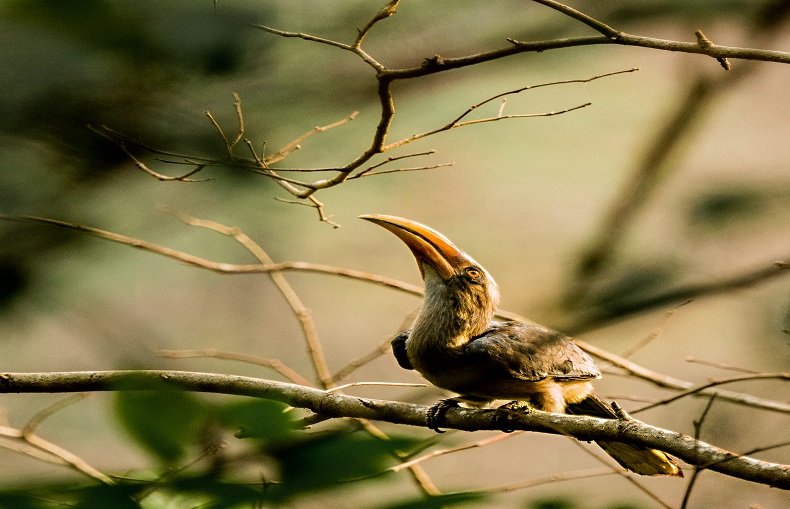 Dajipur Bird